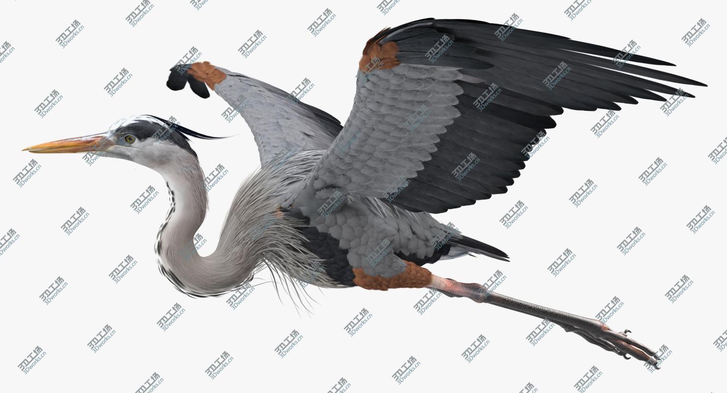 images/goods_img/202104021/3D model Great Blue Heron in Flight/2.jpg